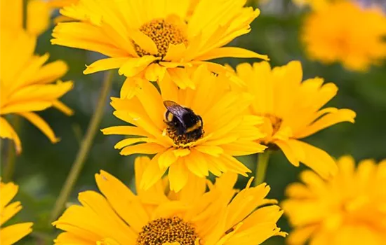 Sonnenauge Sonnenauge