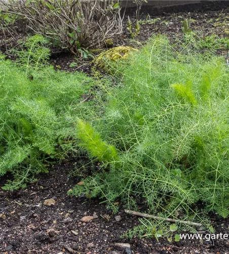 Gewöhnlicher Fenchel Gewöhnlicher Fenchel