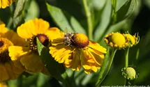 Helenium x cult.'Zimbelstern'