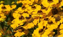 Helenium x cult.'Zimbelstern'