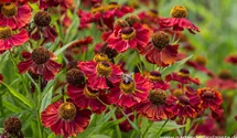 Helenium x cult.'Mahagoni'