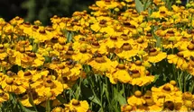Helenium x cult.'Zimbelstern'