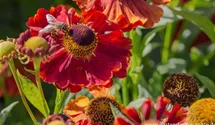 Helenium x cult.'Mahagoni'