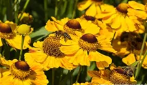 Helenium x cult.'Zimbelstern'