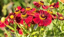 Helenium x cult.'Mahagoni'