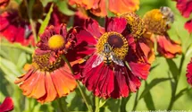 Helenium x cult.'Mahagoni'