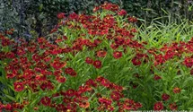 Helenium x cult.'Mahagoni'