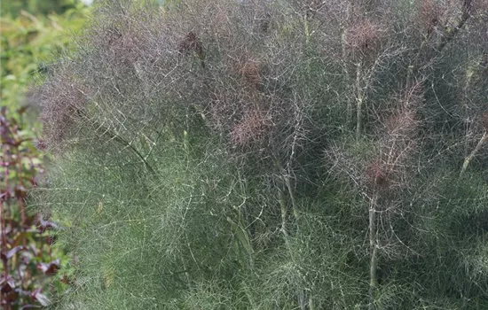 Dunkelblättriger Garten-Fenchel 'Atropurpureum' Dunkelblättriger Garten-Fenchel 'Atropurpureum'