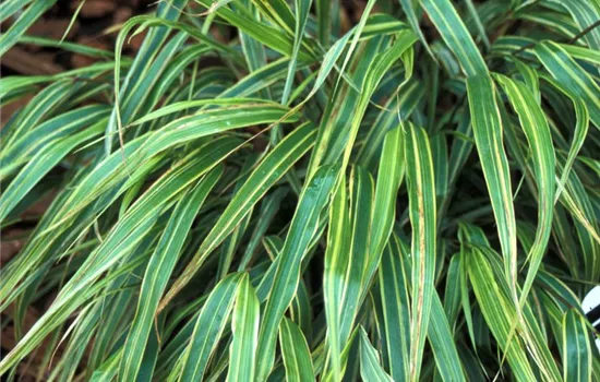 Garten-Ziergras 'Albostriata' Garten-Ziergras 'Albostriata'