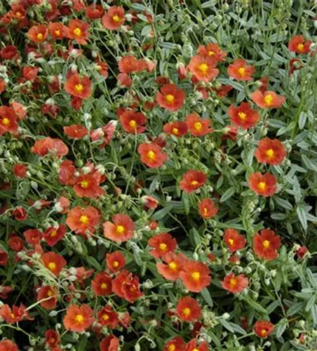 Garten-Sonnenröschen 'Henfield Brilliant' Garten-Sonnenröschen 'Henfield Brilliant'