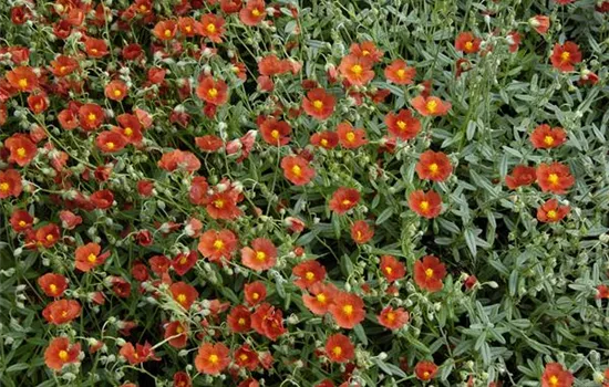 Garten-Sonnenröschen 'Henfield Brilliant' Garten-Sonnenröschen 'Henfield Brilliant'