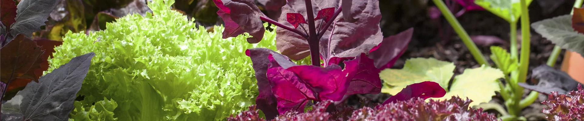 Lactuca sativa var. crispa