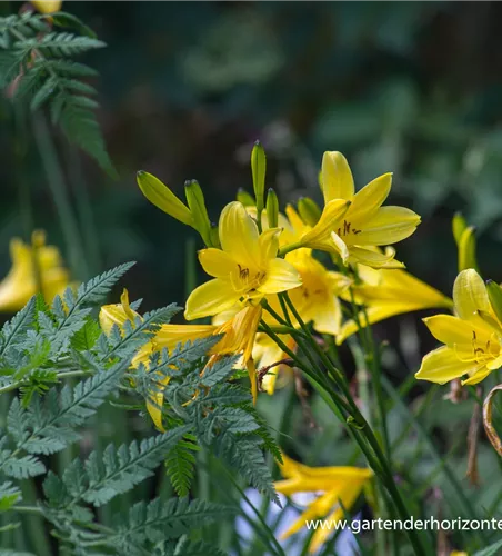 Frühblühende Wiesen-Taglilie Frühblühende Wiesen-Taglilie