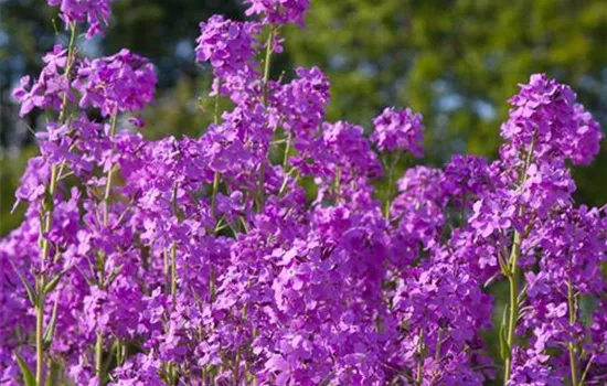 Gewöhnliche Nachtviole Gewöhnliche Nachtviole