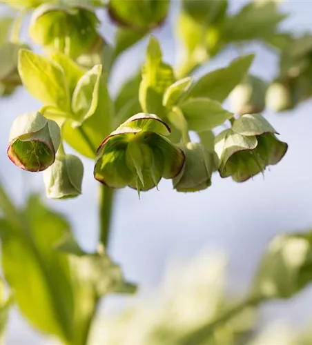 Palmblatt-Nieswurz Palmblatt-Nieswurz