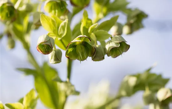 Palmblatt-Nieswurz Palmblatt-Nieswurz