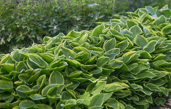 Kleine Gelbrand-Garten-Funkie 'Golden Tiara' Kleine Gelbrand-Garten-Funkie 'Golden Tiara'