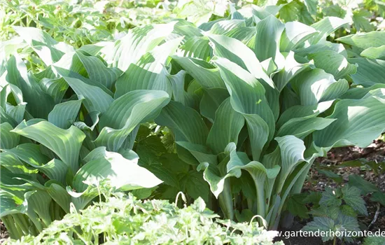 Graublaue Garten-Funkie 'Krossa Regal' Graublaue Garten-Funkie 'Krossa Regal'