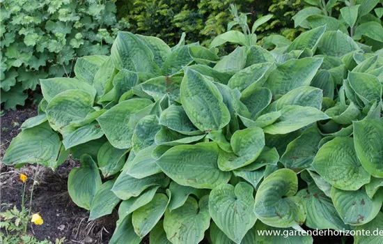 Löffelblatt-Funkie Löffelblatt-Funkie