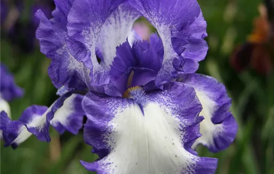 Hohe Garten-Schwertlilie Hohe Garten-Schwertlilie