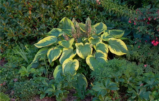 Blaue Gelbrand-Garten-Funkie 'Frances Williams' Blaue Gelbrand-Garten-Funkie 'Frances Williams'