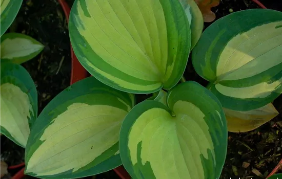 Blaugraue Garten-Funkie 'Great Expectations' Blaugraue Garten-Funkie 'Great Expectations'