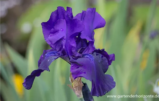 Hohe Bartiris 'Superstition' Hohe Bartiris 'Superstition'