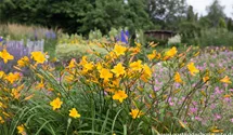 Hemerocallis x cult.'Thumbelina'