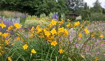 Hemerocallis x cult.'Thumbelina'
