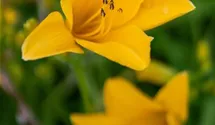 Hemerocallis x cult.'Thumbelina'