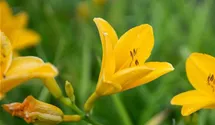 Hemerocallis x cult.'Thumbelina'