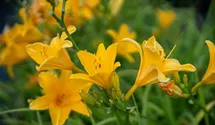 Hemerocallis x cult.'Thumbelina'