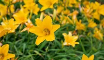 Hemerocallis x cult.'Thumbelina'