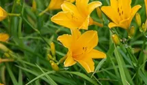 Hemerocallis x cult.'Thumbelina'