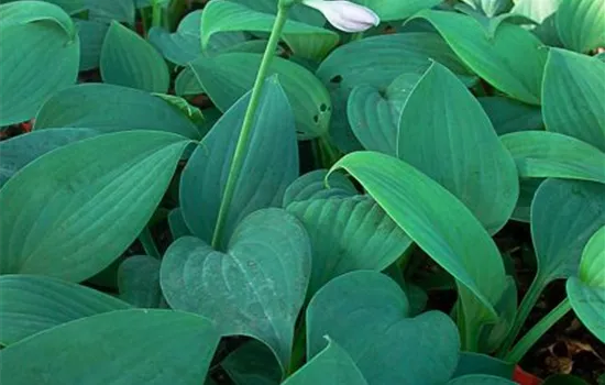 Duftende Lilien-Funkie Duftende Lilien-Funkie