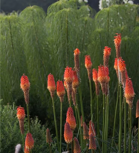Weidenblättrige Sonnenblume Weidenblättrige Sonnenblume