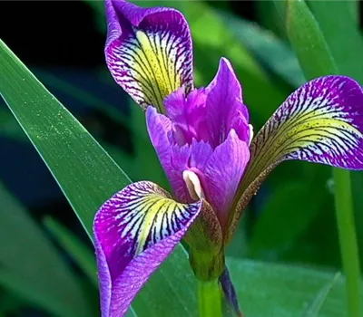 Iris versicolor Iris versicolor