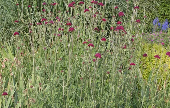 Mazedonische Witwenblume Mazedonische Witwenblume