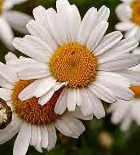 Kleine Garten-Margerite 'Maikönigin' Kleine Garten-Margerite 'Maikönigin'