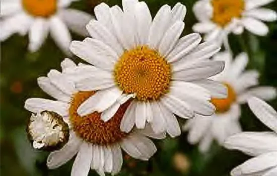 Kleine Garten-Margerite 'Maikönigin' Kleine Garten-Margerite 'Maikönigin'