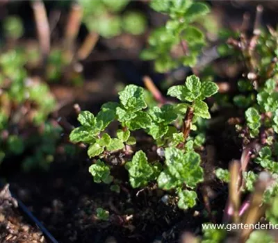 Marokkanische Minze Marokkanische Minze