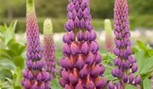 Lupinus polyphyllus 'Master Piece'®