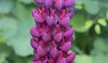 Lupinus polyphyllus 'Master Piece'®