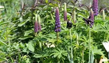 Lupinus polyphyllus 'Master Piece'®