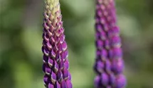 Lupinus polyphyllus 'Master Piece'®