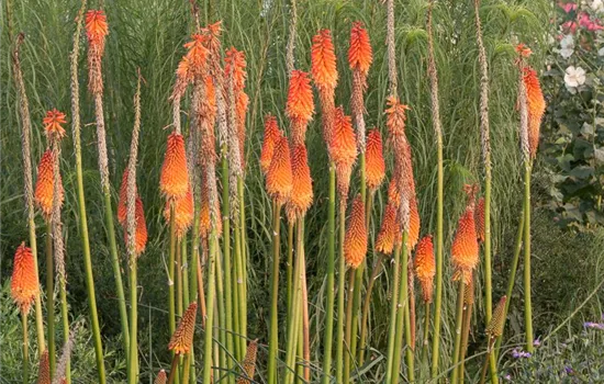 Fackellilie Fackellilie