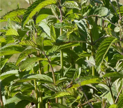 Schweizerische Garten-Minze Schweizerische Garten-Minze