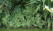 Mentha suaveolens 'Variegata'