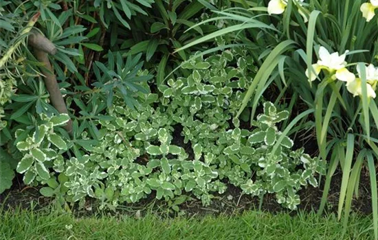 Buntblättrige Garten-Minze Buntblättrige Garten-Minze