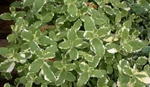 Mentha suaveolens 'Variegata'